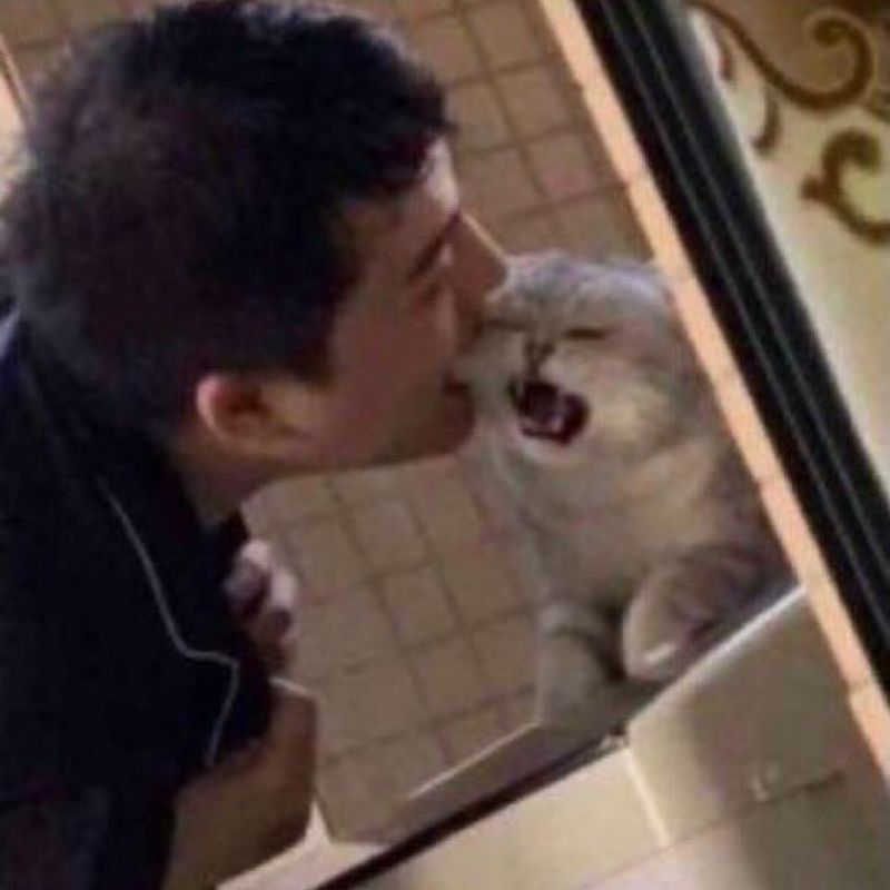 meme mèo bị cắn