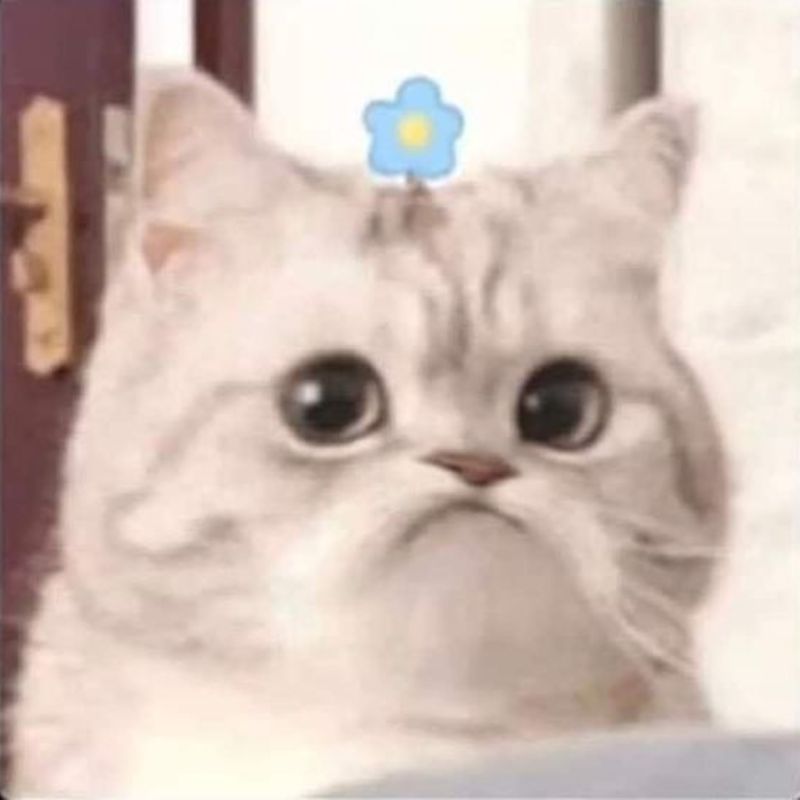 meme mèo bựa