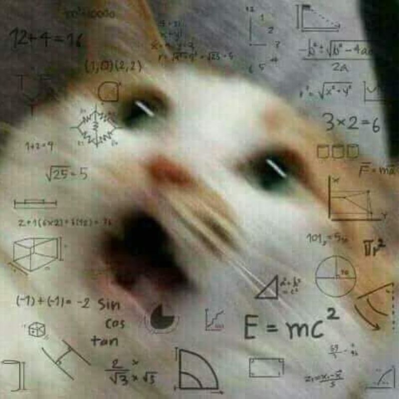 meme mèo cố lên