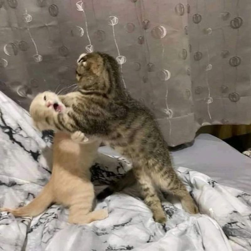 meme mèo cười đểu