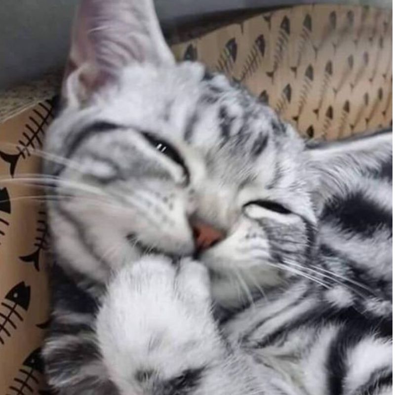 meme mèo cười mỉm