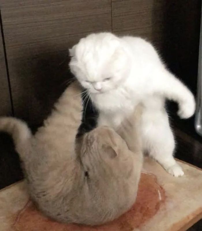 meme mèo cười nhe răng