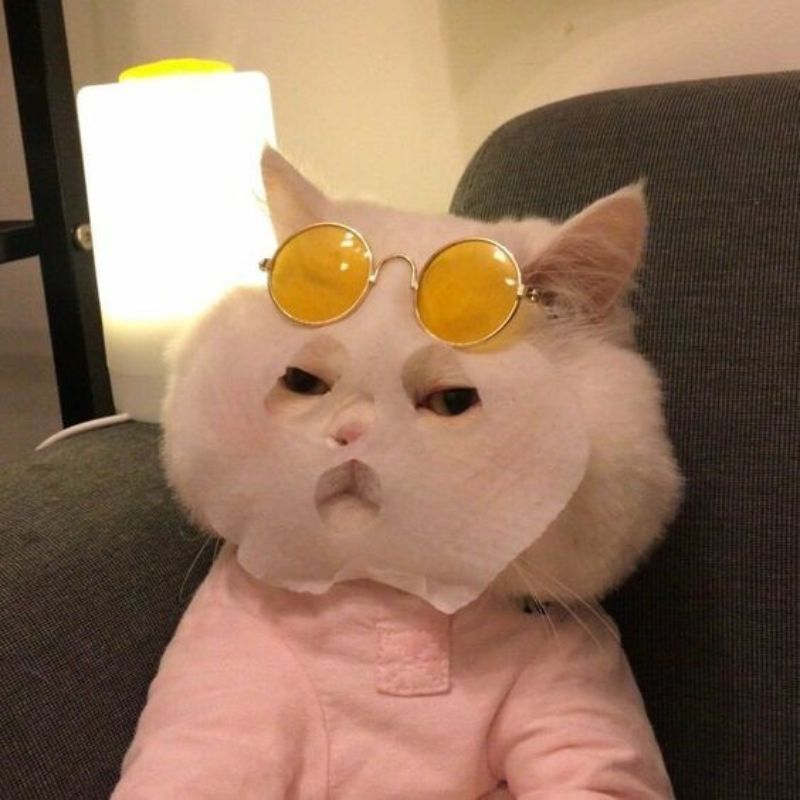 meme mèo đắp mặt nạ