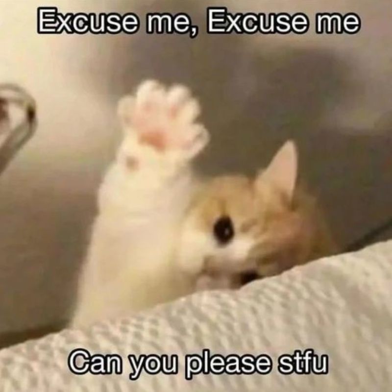 mèo dơ tay meme