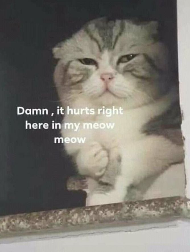 meme mèo đau đớn