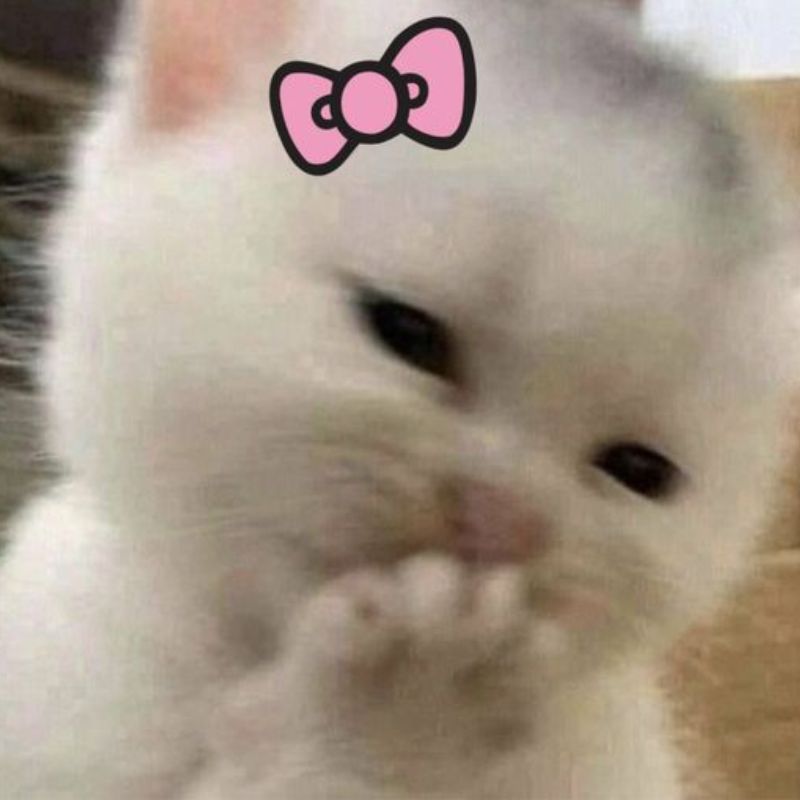 meme mèo đeo nhẫn