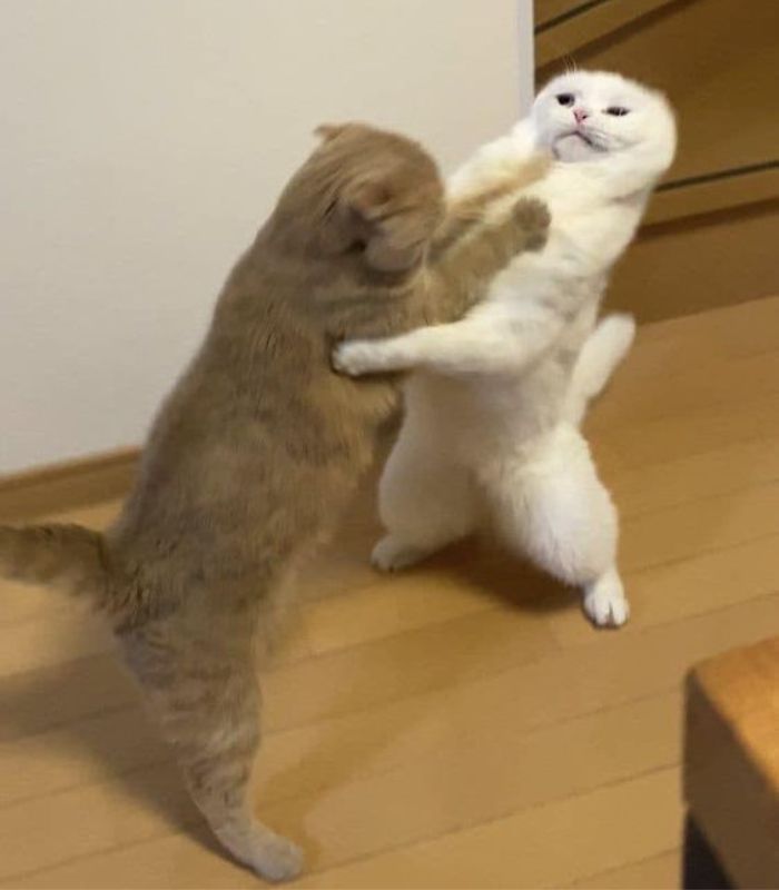 meme mèo dỗi