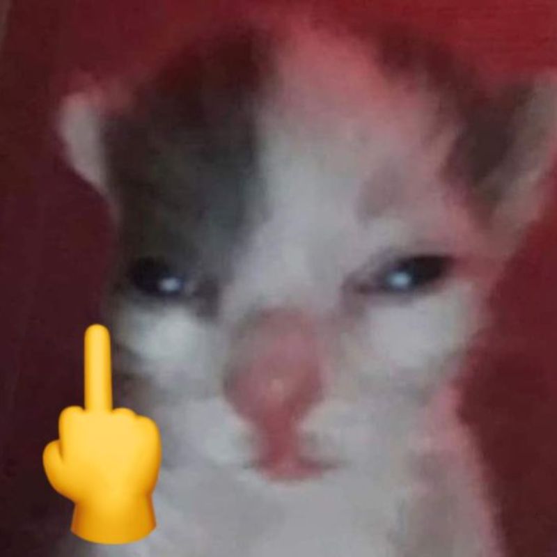 meme mèo dơ ngón giữa