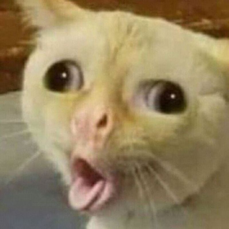 meme mèo lè lưỡi