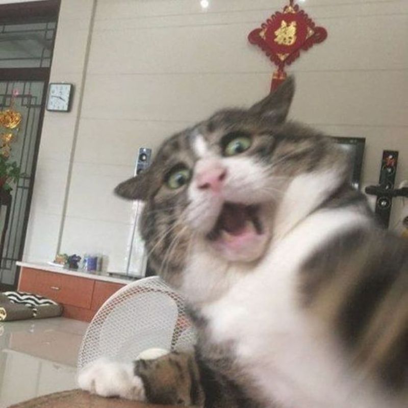 meme mèo hoảng hốt