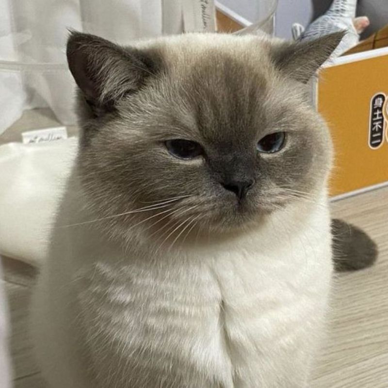 mèo bất lực meme