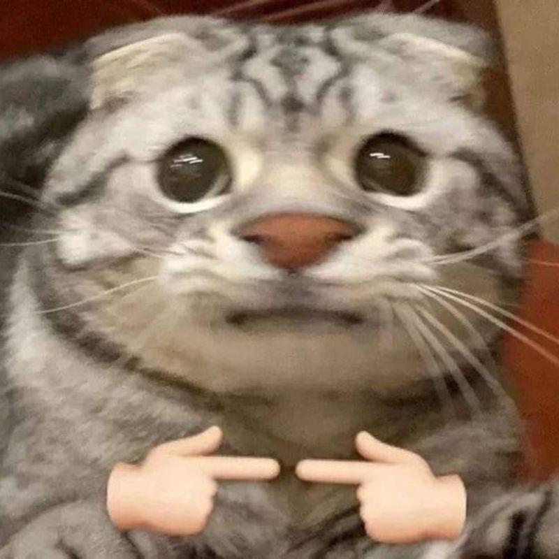 meme mèo xấu hổ