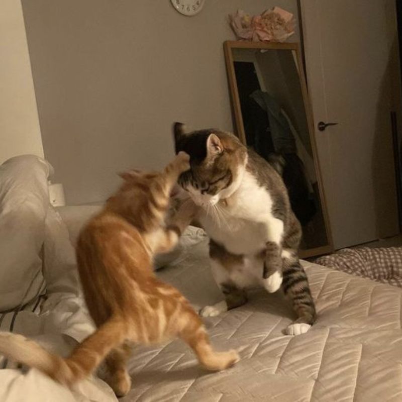 meme mèo tức giận