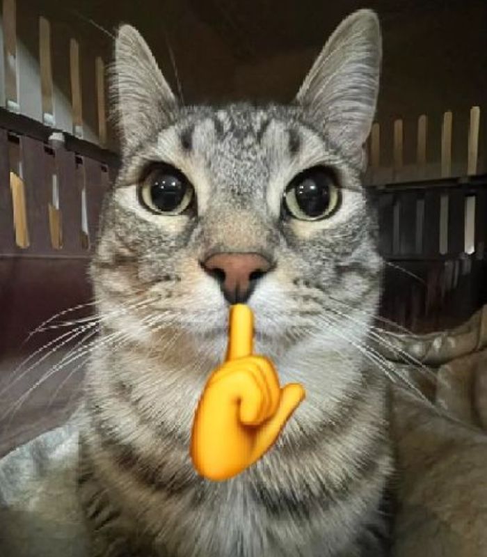 meme mèo suỵt