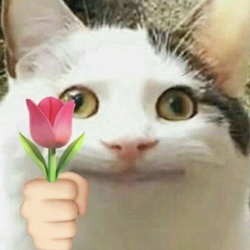 meme mèo ôm đầu
