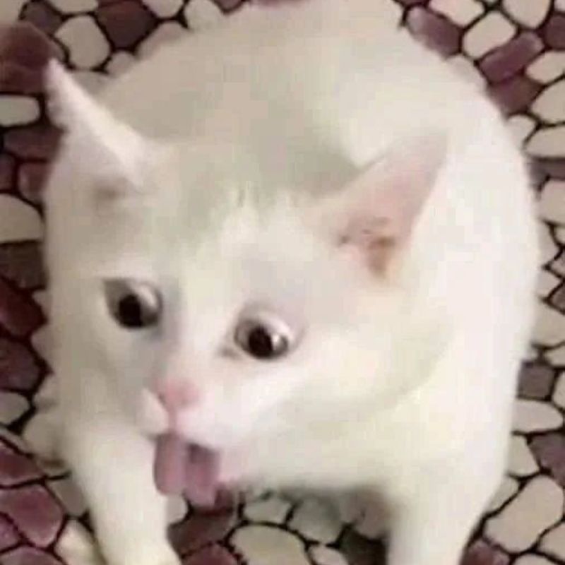 meme mèo nôn