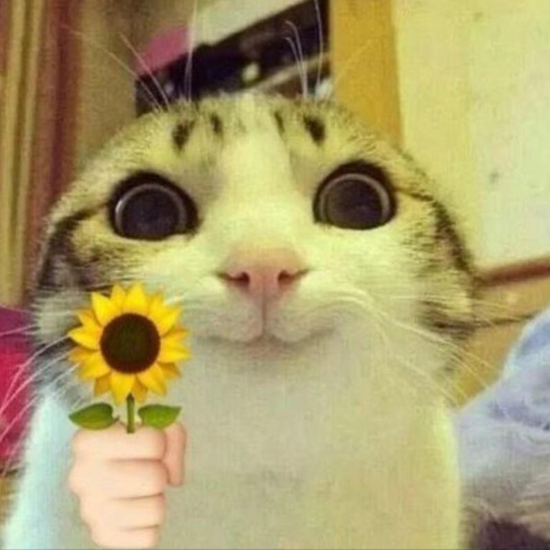 mèo lè lưỡi meme