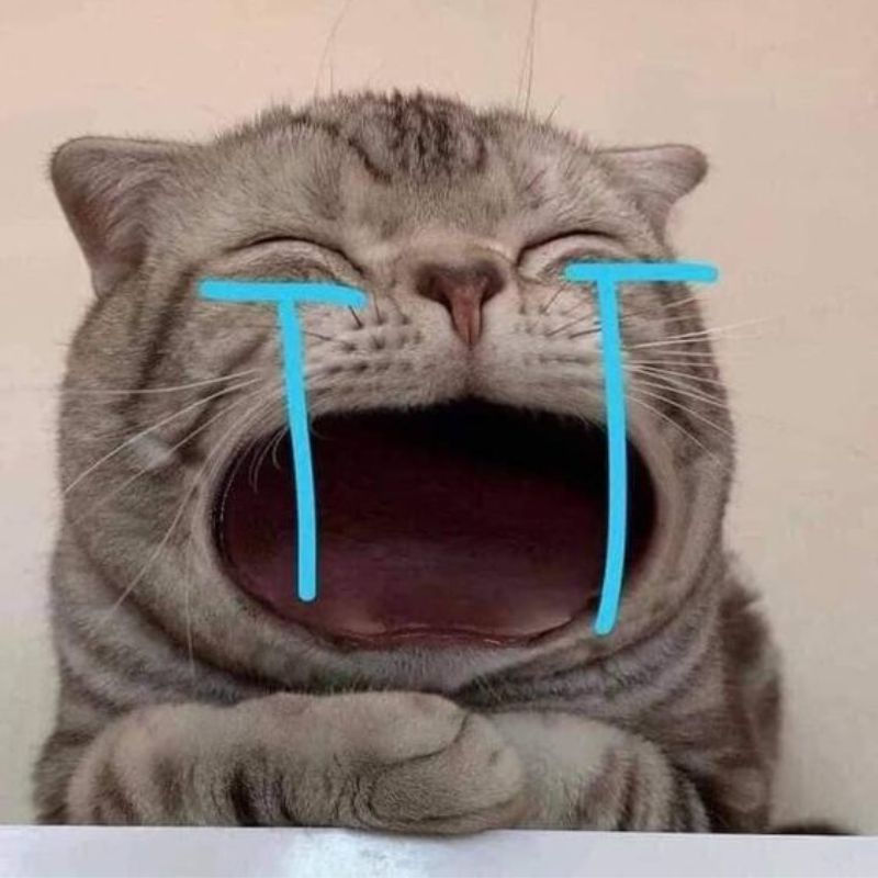 meme mèo hài