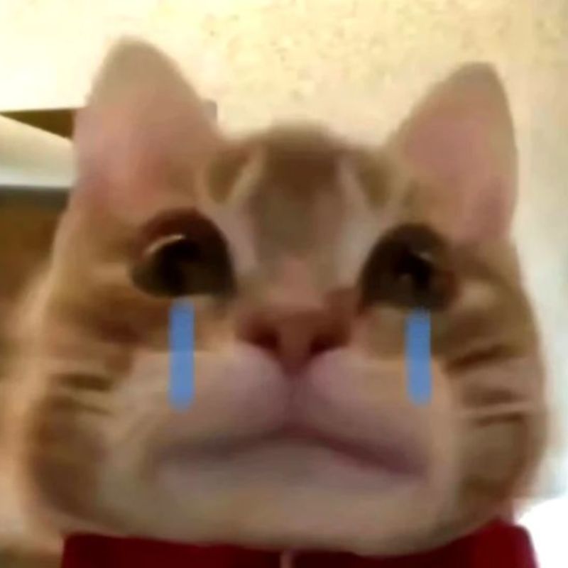 hình mèo meme