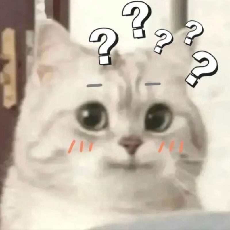 mèo meme hài hước