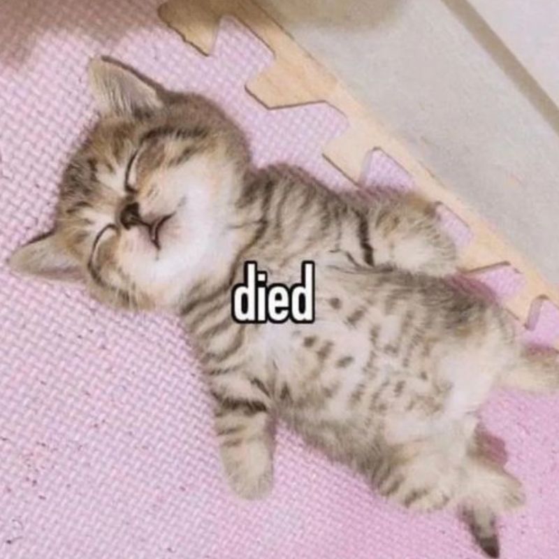 mèo ngất xỉu meme
