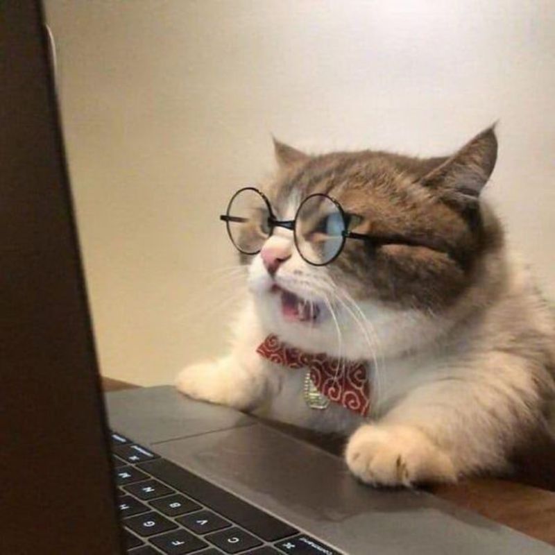 ảnh meme mèo đeo kính