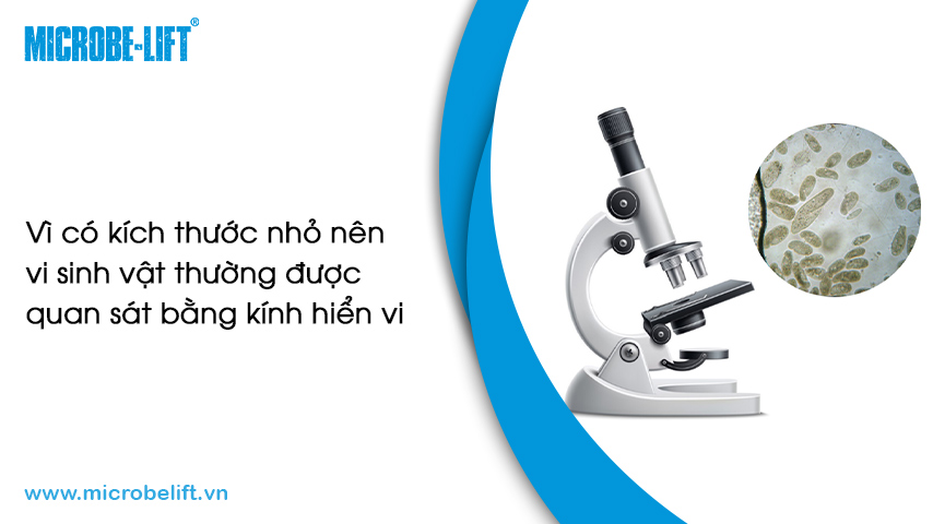 Vì có kích thước nhỏ nên vi sinh vật thường được quan sát bằng kính hiển vi.