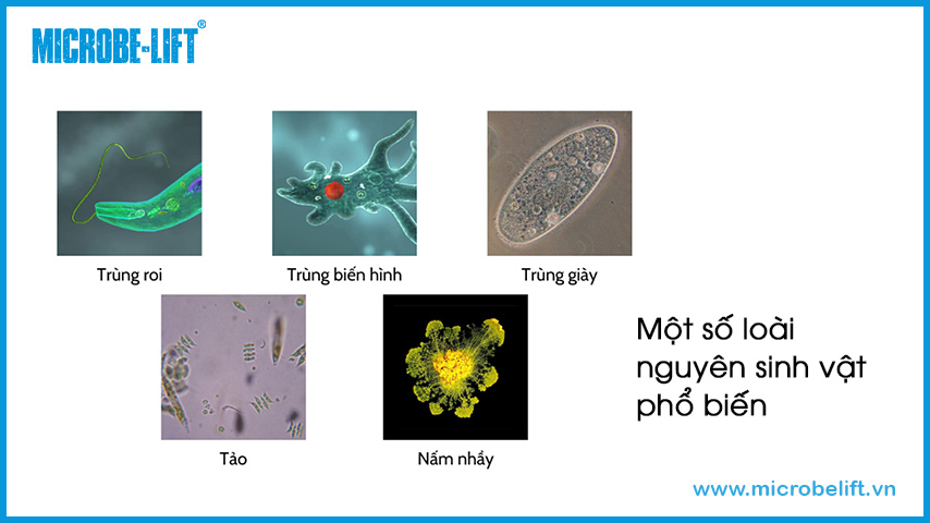 Một số loài nguyên sinh vật phổ biến.