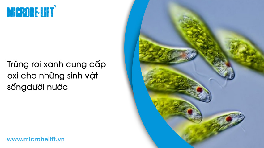 Trùng roi xanh cung cấp oxi cho những sinh vật sống dưới nước.