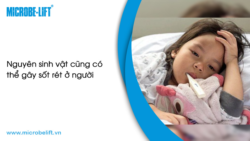 Nguyên sinh vật cũng có thể gây sốt rét ở người.