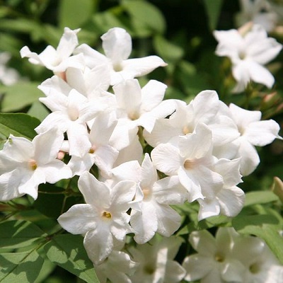 TINH DẦU HOA NHÀI ẤN ĐỘ (JASMINE)