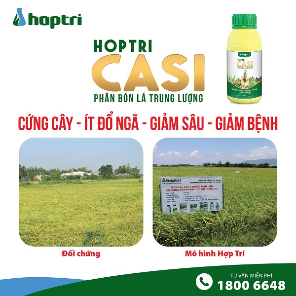 Chi tiết cách bón phân cho lúa sạ theo từng giai đoạn cụ thể (tính trên diện tích 1 ha)