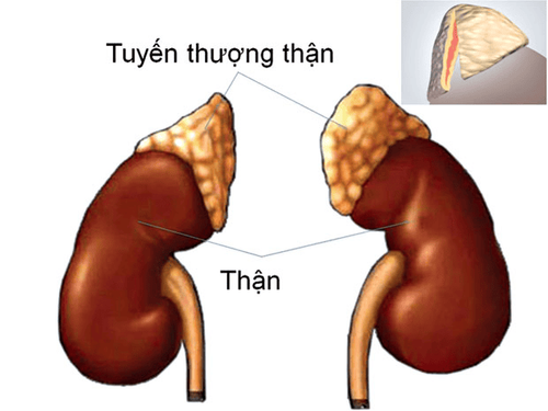 Vị trí tuyến thượng thận