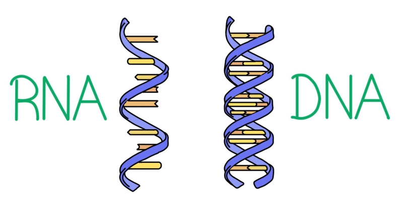 so-sanh-dna-va-rna-co-gi-giong-va-khac-nhau 2