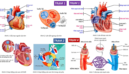 Vì sao tim hoạt động suốt đời mà không mỏi