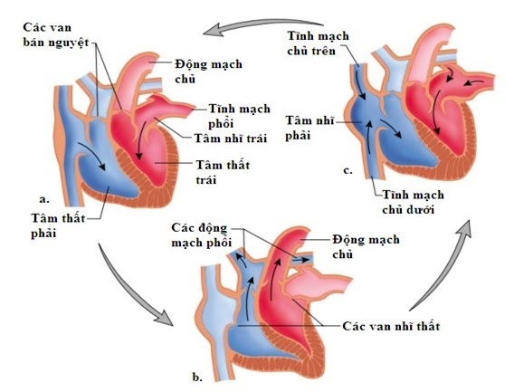 Vì sao tim hoạt động suốt đời mà không mỏi?