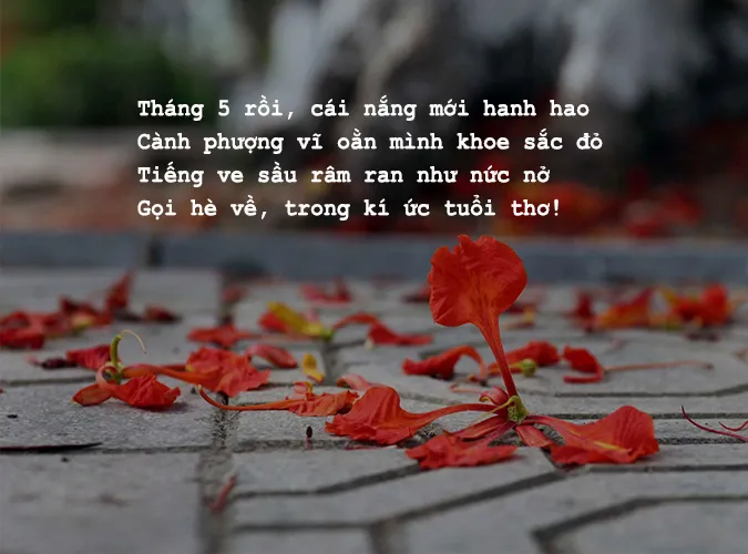 Thơ tháng 5 hay nhất về mùa hạ, tình yêu và tuổi học trò 3