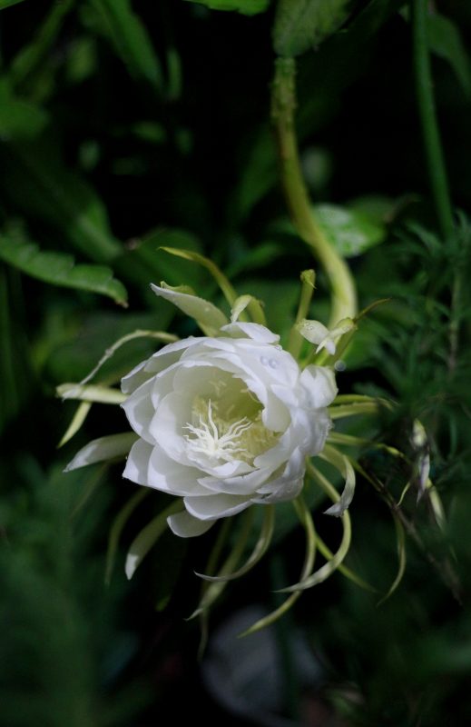 Thẻ: Hoa quỳnh