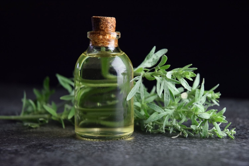 Tinh dầu ngải cứu và công dụng tuyệt vời có thể bạn chưa biết 2