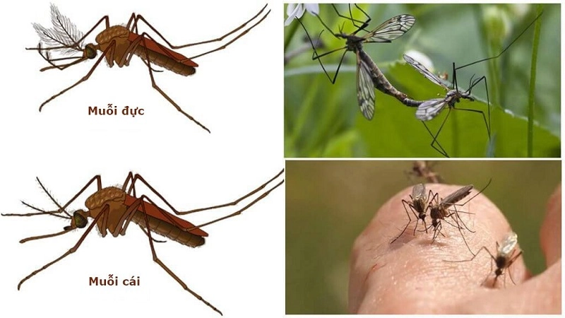 Muỗi đực hút nhựa cây còn muỗi cái phải hút máu để duy trì sự sống