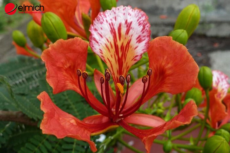 Hình 2: Điểm nổi bật của phượng vĩ