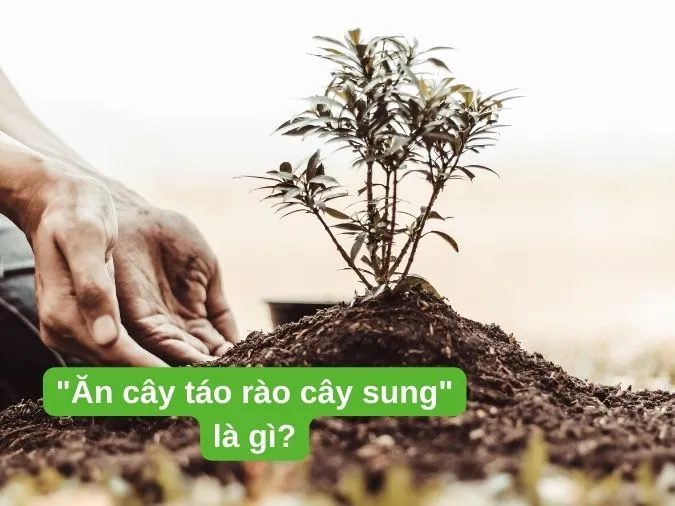 Giải thích ý nghĩa tục ngữ "Ăn cây táo rào cây sung" là gì?