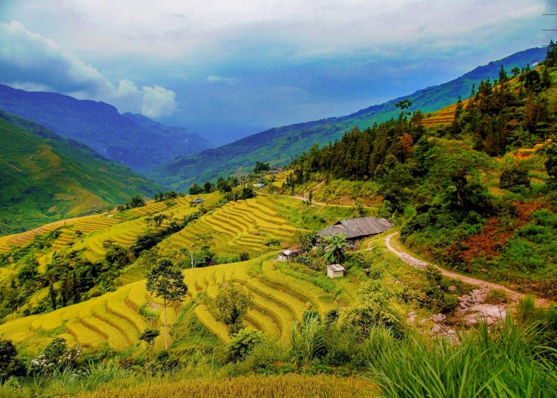 canh-dong-lua-chin-o-lao-cai-01