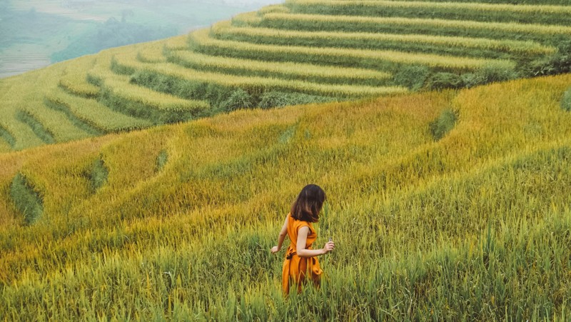 canh-dong-lua-chin-o-lao-cai-02