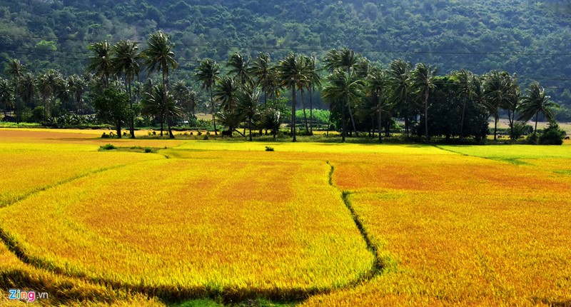 canh-dong-lua-chin-o-phu-yen-01