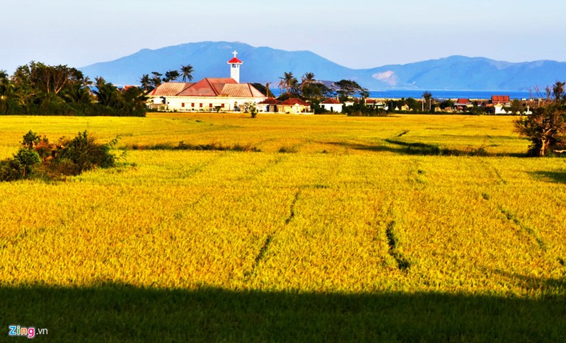 canh-dong-lua-chin-o-khanh-hoa-02