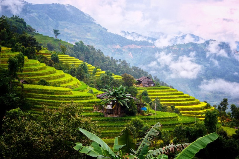 Chiêm ngưỡng những cánh đồng lúa chín đẹp nhất Việt Nam