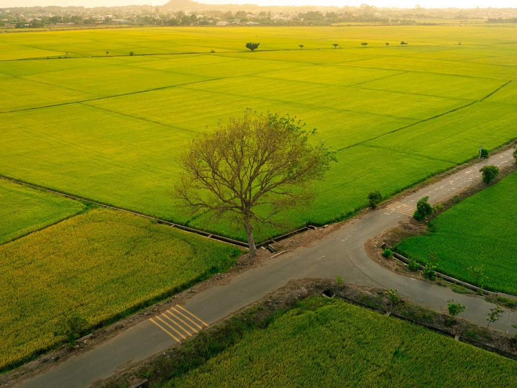 Cánh đồng An Nhứt Long Điền mùa lúa chín đẹp mê hồn