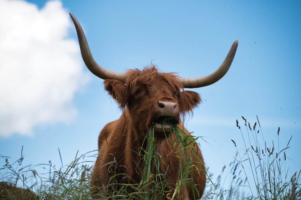 Hình ảnh Bò Tóc Rậm hay bò cao nguyên Scotland Bắc Cực