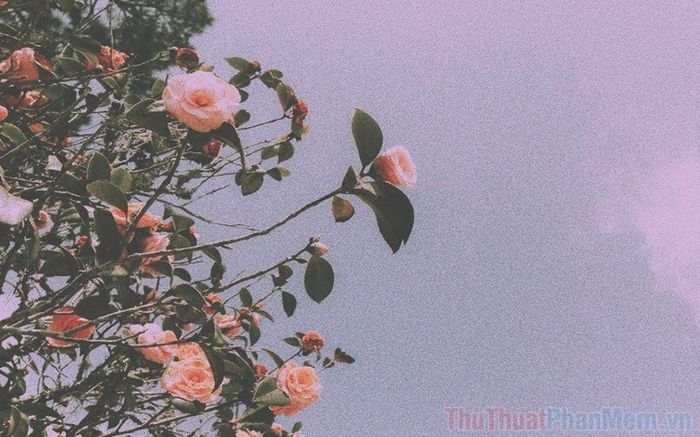 Những bức ảnh chill hoa hồng đẹp nhất, đầy cảm xúc và nghệ thuật
